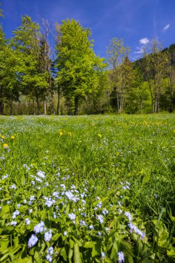 Spring flower in Triglavski national park, Slovenia