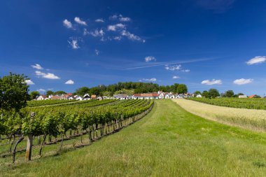 Traditional wine cellars with vineyard in Galgenberg near Wildendurnbach, Lower Austria, Austria