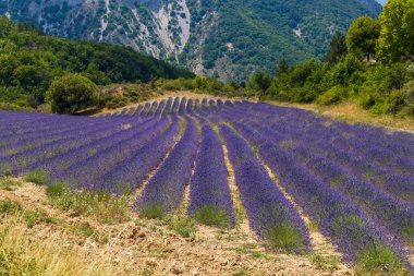 Lavender field near Montbrun les Bains and Sault, Provence, France