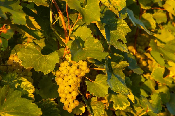 Grapes Tokaj Region Great Plain Hungary — Stock Photo, Image