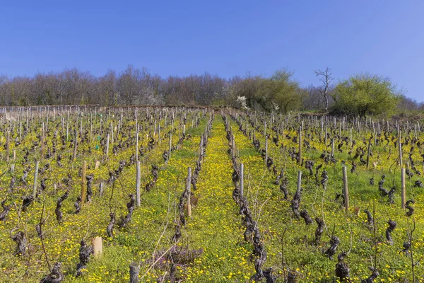 Ранняя Весна Виноградники Вблизи Алокс Кортон Бургундия Франция — стоковое фото