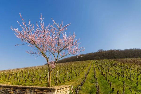 Viñedos Primavera Cerca Aloxe Corton Borgoña Francia —  Fotos de Stock