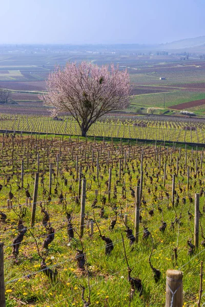 Early Spring Vineyards Aloxe Corton Burgundy France — Zdjęcie stockowe