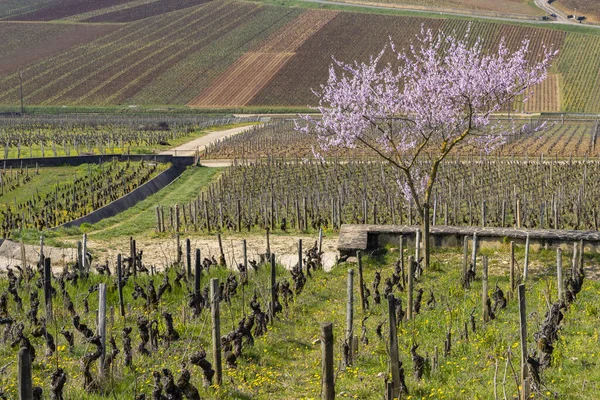Časné Jarní Vinice Poblíž Aloxe Cortonu Burgundsko Francie — Stock fotografie