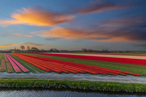 Поле Тюльпанів Поблизу Алкмаара Нідерланди — стокове фото