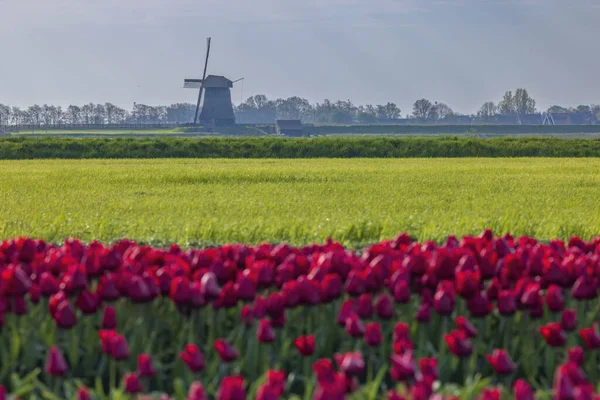 Pole Tulipanów Wiatrakiem Ondermolen Niedaleko Alkmaar Holandia — Zdjęcie stockowe