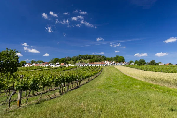 奥地利下奥地利Wildendurnbach附近Galgenberg有葡萄园的传统酒窖 — 图库照片