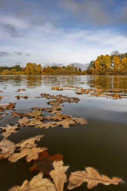 Trebon yakınlarındaki sonbahar göleti, Güney Bohemya, Çek Cumhuriyeti