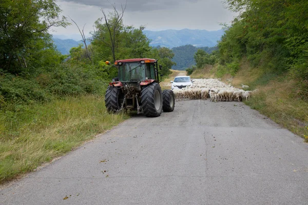Silnice Zablokovaná Stádem Ovcí Marche Itálie — Stock fotografie
