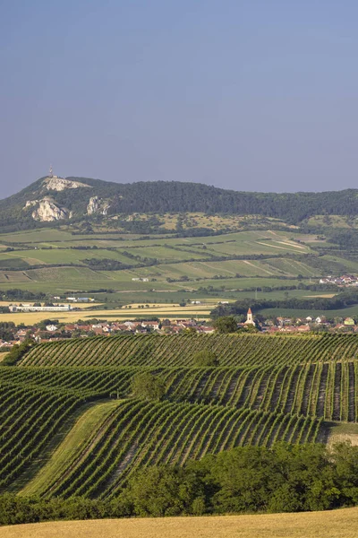 Vignobles Sous Palava Moravie Sud République Tchèque — Photo