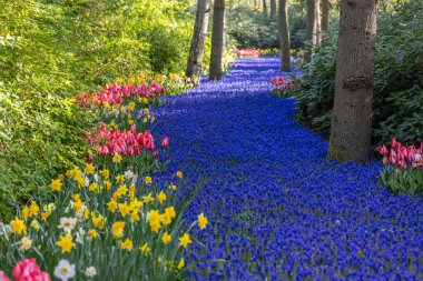 Muscari flowers (Muscari armeniacum) and Narcissus jonquilla, rush narcis in Keukenhof flower garden, Lisse, Netherlands