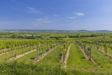 Mailberg yakınlarındaki üzüm bağları, Aşağı Avusturya, Avusturya