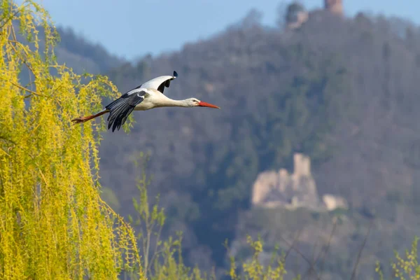 White Stork Ciconia Ciconia Early Spring Hunawihr Alsace France — Foto Stock