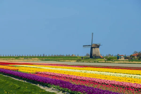 Molino Viento Con Campo Tulipanes Holanda Septentrional Holanda — Foto de Stock
