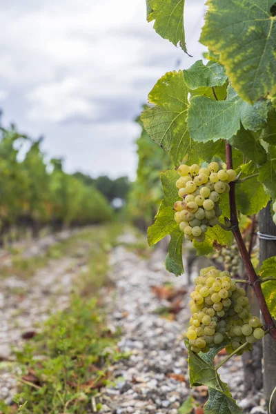 Typical Grapes Sauternes Bordeaux Aquitaine France — Stock Photo, Image