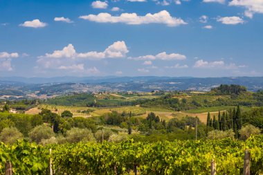 San Gimignano yakınlarındaki üzüm bağı, Toskana, İtalya