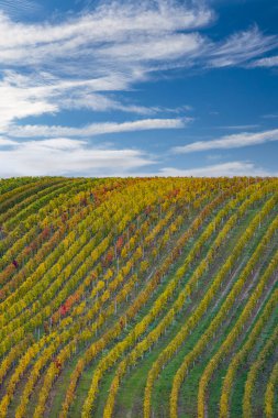 Cejkovice, Güney Moravya, Çek Cumhuriyeti yakınlarındaki sonbahar üzüm bağları