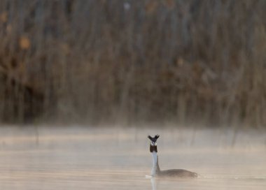 Great Crested Grebe (Podiceps kriteri), Güney Bohemya, Çek Cumhuriyeti