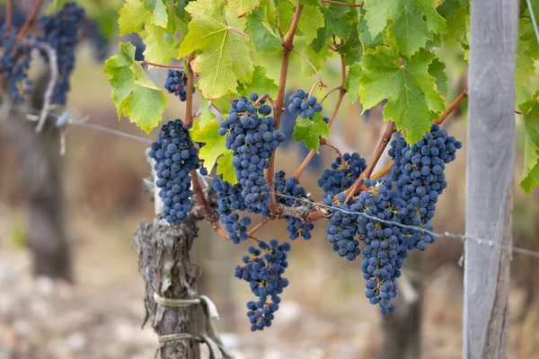 Cabernet Sauvignon Grapes Produce Highest Quality Wines Bordeaux France — Stockfoto