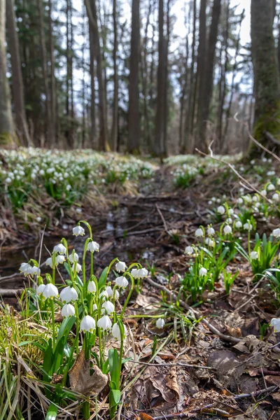 Foresta All Inizio Della Primavera Con Fiocco Neve Primaverile Vysocina — Foto Stock