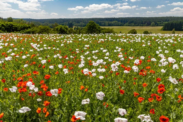 Poppy Field Vysoocina Près Zdar Nad Sazavou République Tchèque — Photo