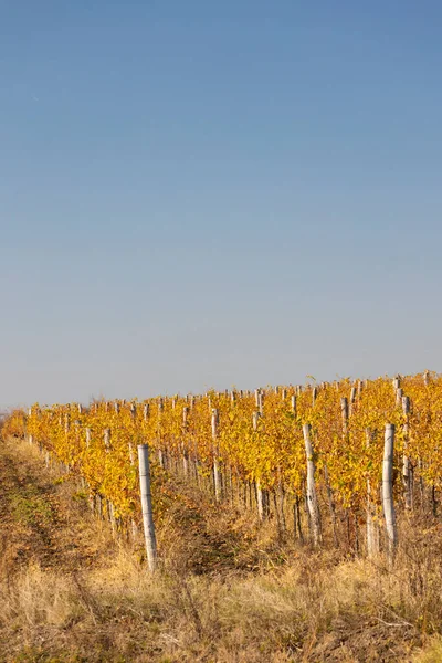 Wijngaard Bij Stad Eger Noord Hongarije — Stockfoto