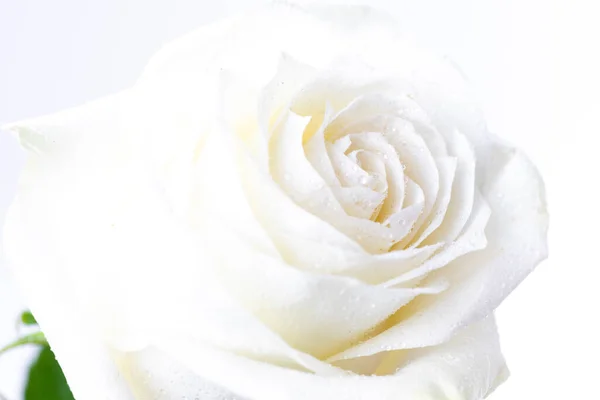 Rosa Branca Sobre Fundo Branco — Fotografia de Stock