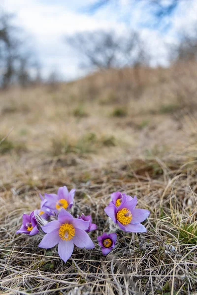 Pasque Flower Parco Nazionale Podyji Moravia Meridionale Repubblica Ceca — Foto Stock