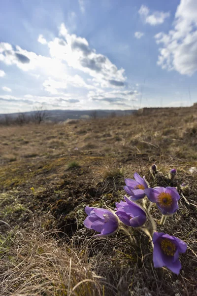 Pasque Flower Национальный Парк Podyji Южная Моравия Чехия — стоковое фото