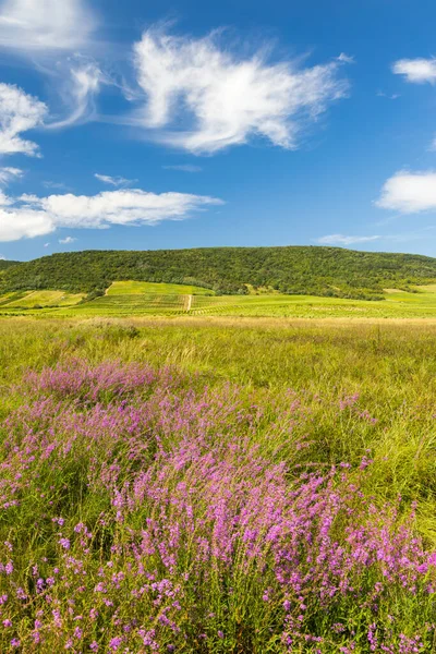 Kuzey Macaristan Tokaj Bölgesinde Çiçek Açan Çayır — Stok fotoğraf