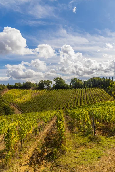 Die Berühmtesten Weinberge Der Toskana Der Nähe Der Stadt Montalcino — Stockfoto