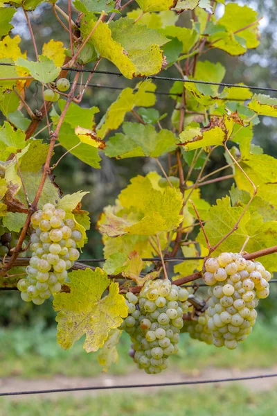Druiven Riesling Herfst Wijngaard Zuid Moravië Tsjechië — Stockfoto
