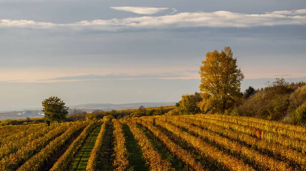 チェコ共和国南モラヴィアのヴェルケ ビロヴィツェ近くの秋のブドウ園 — ストック写真