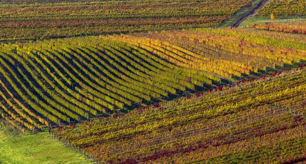 Herbst Mährischen Weinbergen Bei Velke Bilovice Südmähren Tschechische Republik — Stockfoto