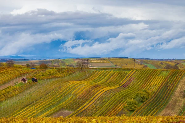 Autumn Vineyard Cejkovice Southern Moravia Czech Republic — Stock Photo, Image