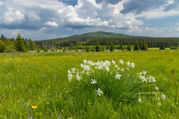 Typical Spring Landscape Stozec Nation Park Sumava Czech Republic — Zdjęcie stockowe
