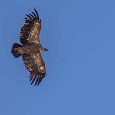 Fransa 'nın Provence kentindeki Verdon Nehri Kanyonu' nda (Verdon Gorge) Griffon akbabası
