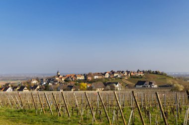 Zellenbergr, Alsace, Fransa ile üzüm bağı