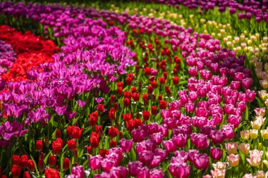 Keukenhof flower garden - largest tulip park in world, Lisse, Netherlands