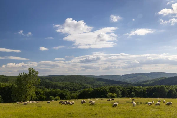 捷克共和国 喀尔巴阡山脉 春天的白羊景观 — 图库照片