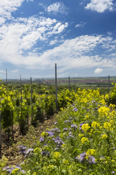 有機ブドウ畑の花の間隔 南モラヴィア チェコ共和国 — ストック写真