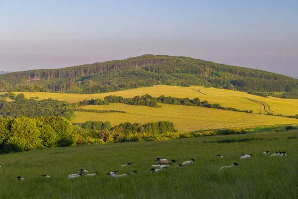 Frühlingslandschaft Mit Weißen Schafen Den Weißen Karpaten Tschechien — Stockfoto
