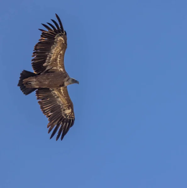 法国普罗旺斯弗尔顿河 弗尔顿河 峡谷的格里芬秃鹫 — 图库照片