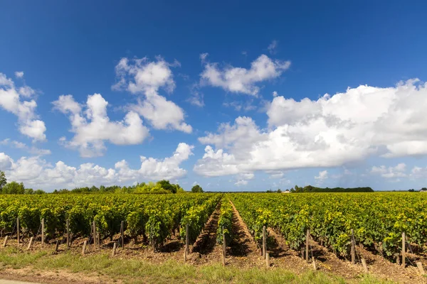 Şatolu Üzüm Bağları Çünkü Estournel Bordeaux Aquitaine Fransa — Stok fotoğraf