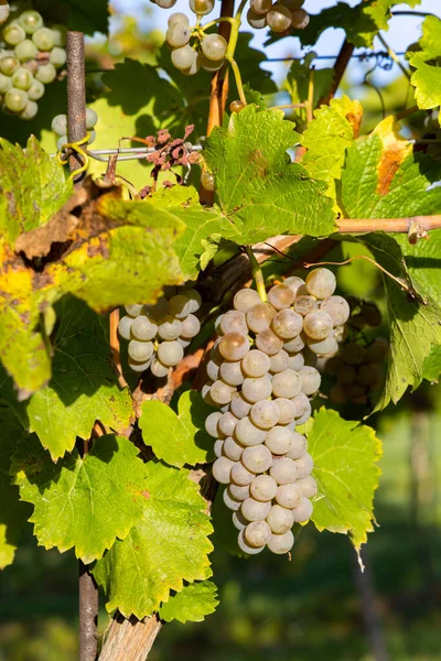 Vineyard Hibernal Cejkovice Southern Moravia Czech Republic — Stock Photo, Image