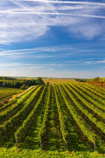Виноградник Hibernal Вблизи Cejkovice Южная Моравия Чешская Республика — стоковое фото