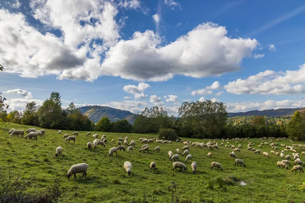 Sheep Herd Terchova Mala Fatra Slovakia — Stock Photo, Image