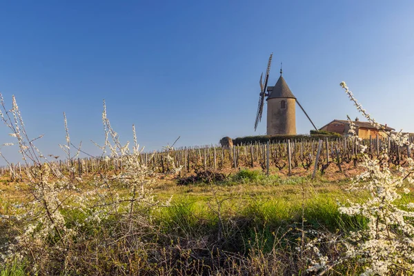 Spring Vineyards Chenas Windmill Beaujolais Burgundy France — Stok fotoğraf