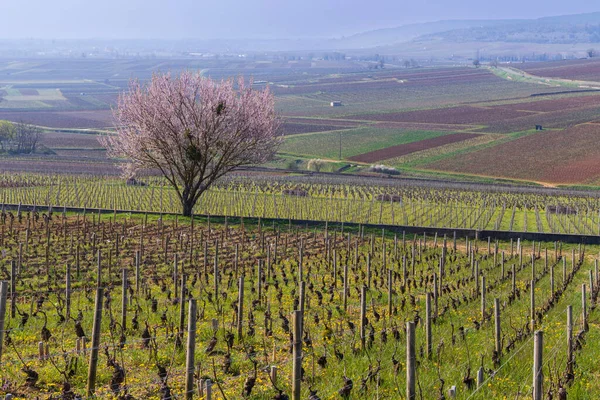 Frühjahrsweinberge Bei Aloxe Corton Burgund Frankreich — Stockfoto