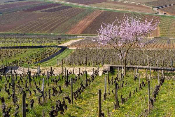 Aloxe Corton Burgundy Fransa Yakınlarındaki Ilk Bahar Üzüm Bağları — Stok fotoğraf